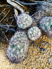 Escobaria alversonii