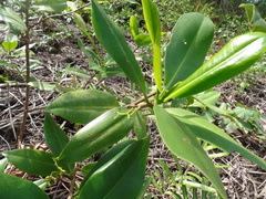 Rhizophora × harrisonii