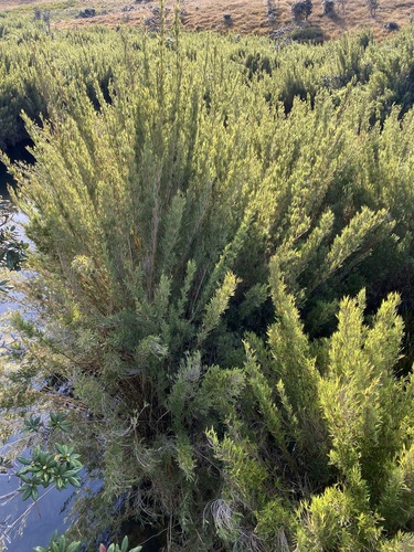 Kuruna densifolia observed 2026-01-28