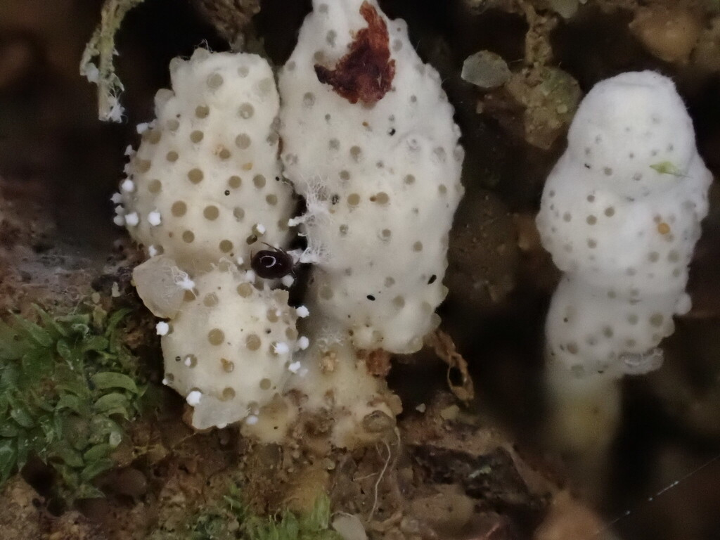 Yosiokobayasia
