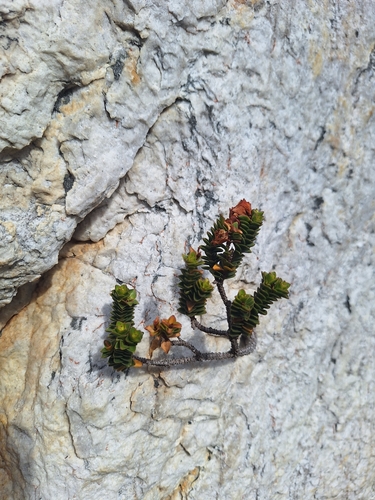 Rockstar (Sonderothamnus petraeus)