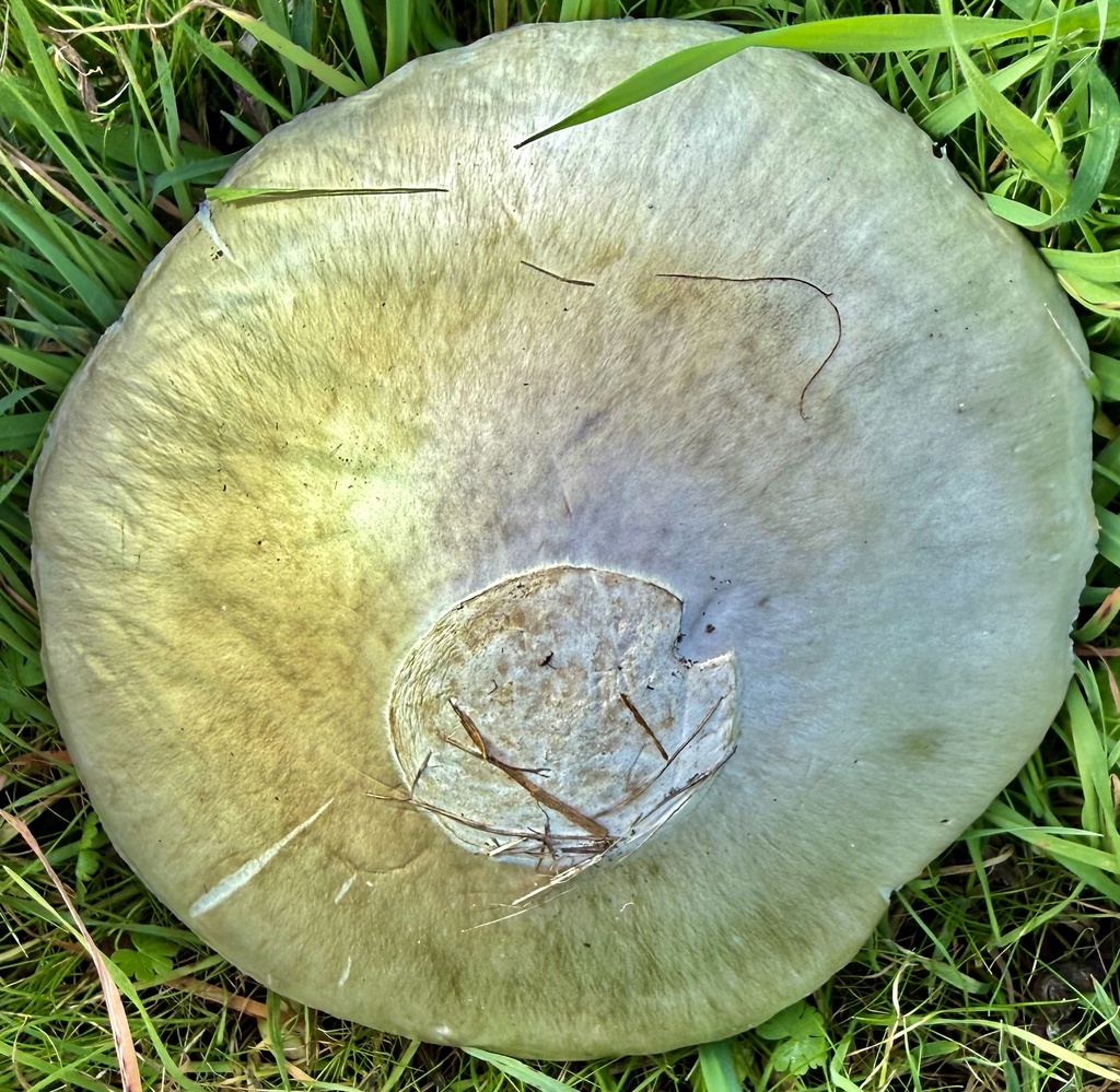 Amanita phalloides · January 2026 · photo: © hllrnnr (iNaturalist, cc0)
