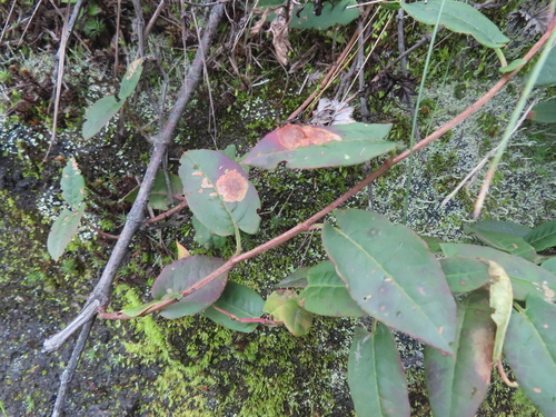 Muehlenbeckia tamnifolia, photograph 5