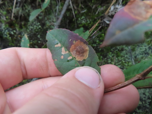 Muehlenbeckia tamnifolia, photograph 6