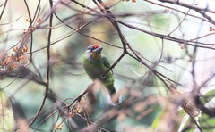 Psilopogon franklinii