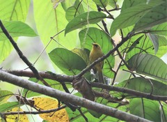 Cyanoderma chrysaeum