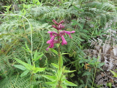 Stachys thunbergii