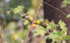 Pycnonotus flavescens