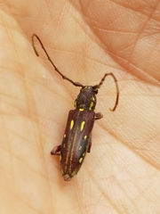 Ambonus distinctus