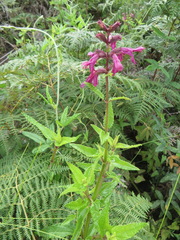 Stachys thunbergii