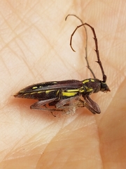 Ambonus distinctus