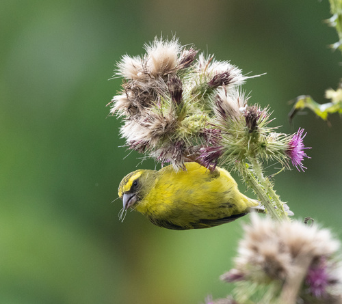 iNaturalist image