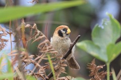 Paradoxornis guttaticollis