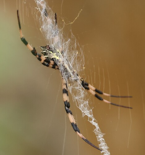 Argiope flavipalpis