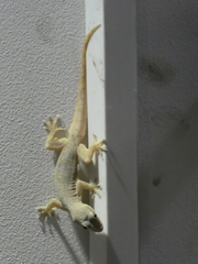 Hemidactylus platyurus