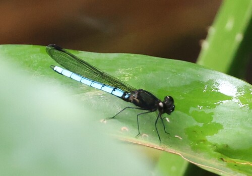 Blue Jewel