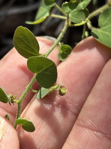 Andrachne microphylla (Andrachne microphylla)