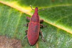 Lixus angustus