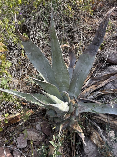 La Paz Agave (Agave sobria)