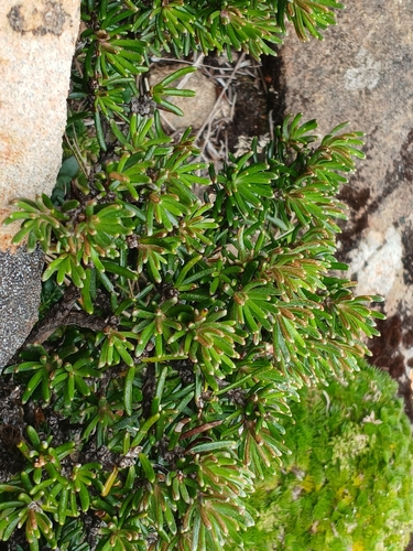 rock daisy bush (Olearia ledifolia)
