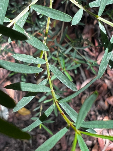 Pultenaea blakelyi observed 2026-01-28