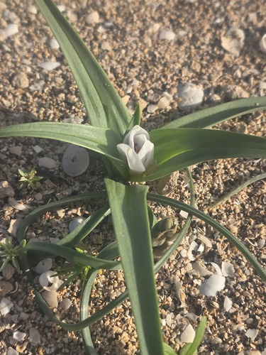 Colchicum psammophilum