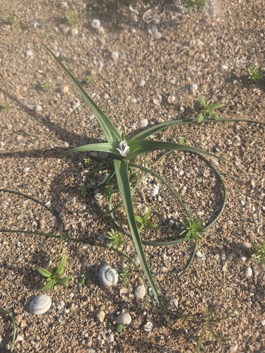 Colchicum psammophilum