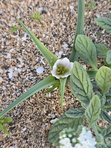 Colchicum psammophilum
