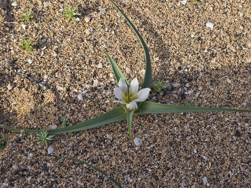 Colchicum psammophilum