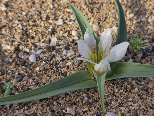 Colchicum psammophilum