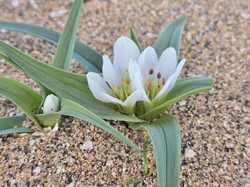 Colchicum psammophilum (Colchicum psammophilum)