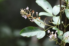 Vitex parviflora, photograph author not stated, no rights reserved