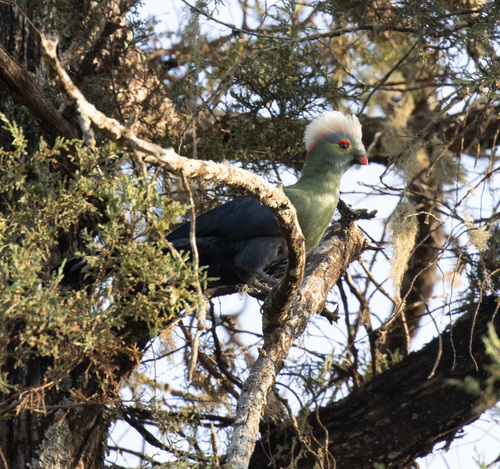 Ruspoli's Turaco (Menelikornis ruspolii), photo 2