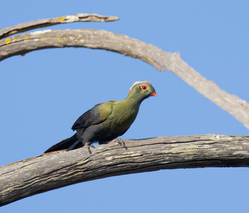 Ruspoli's Turaco (Menelikornis ruspolii), photo 3