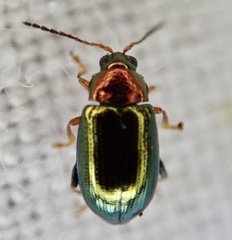 Crepidodera aurata