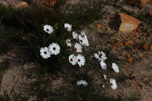 Dimorphotheca nudicaulis, photograph 6