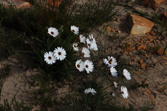 Dimorphotheca nudicaulis, photograph (c) Tony Rebelo, some rights reserved (CC BY-SA)