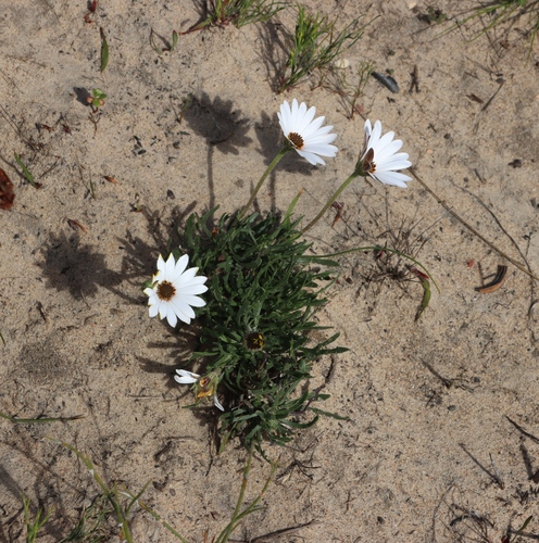 Dimorphotheca nudicaulis, photograph 4