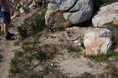 (c) Tony Rebelo, some rights reserved (CC BY-SA) Dimorphotheca nudicaulis, photograph (c) Tony Rebelo, some rights reserved (CC BY-SA)