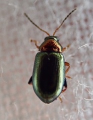 Crepidodera aurata
