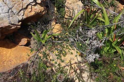 Tar Pea (Bolusafra bituminosa)