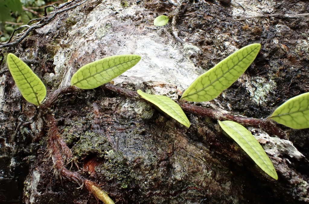 Microgramma lycopodioides; photograph author not stated, no rights reserved