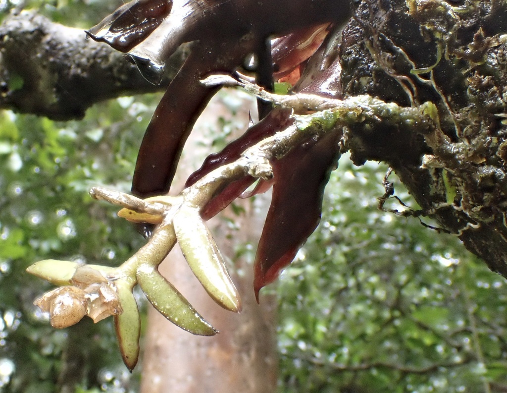 Epidendrum strobiloides