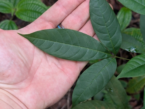 Smallflower chastetree (Vitex parviflora)