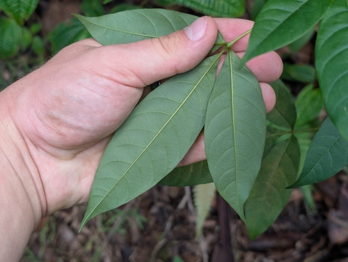 Vitex parviflora, photograph 5