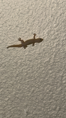 Gehyra mutilata observed 2026-01-26