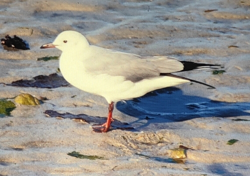 iNaturalist: (c) Eric Wille, some rights reserved (CC BY-NC), uploaded by Eric Wille iNaturalist image