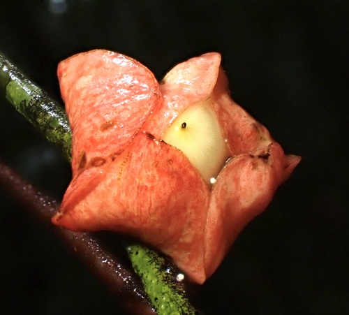 Heisteria cauliflora (Heisteria cauliflora)