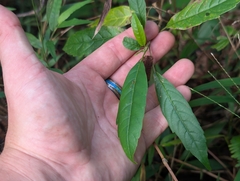 Vitex parviflora, photograph author not stated, no rights reserved