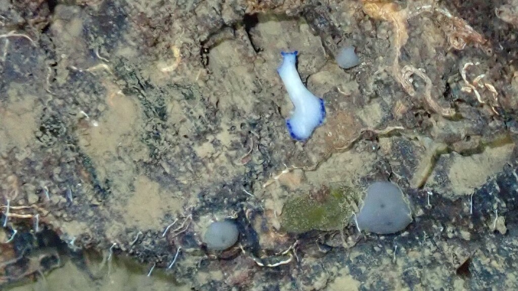Pseudoceros indicus (Pseudoceros indicus)